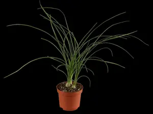recurvata - afbeelding 8