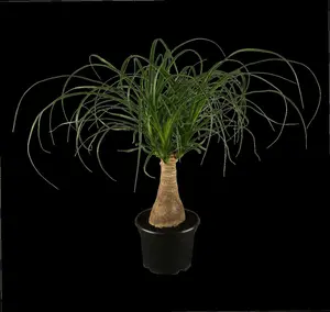 recurvata - afbeelding 9