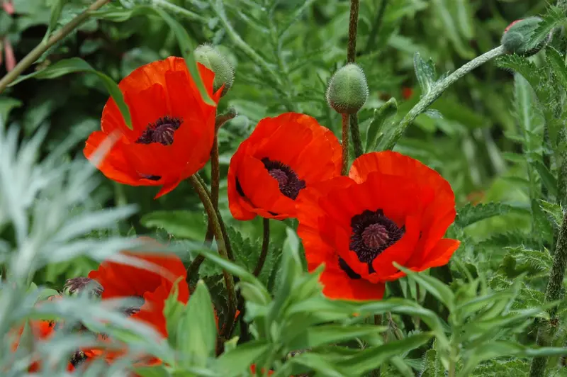 papaver or. 'beauty of livermere' P9