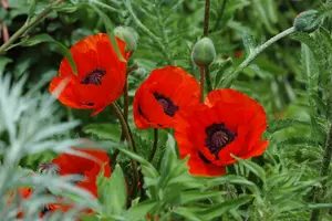 papaver or. 'beauty of livermere' P9