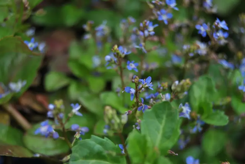 veronica beccabunga P9