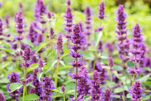 Agastache hybr. 'Beelicious Purple'® P9