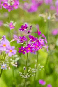 primula beesiana P9 - afbeelding 5
