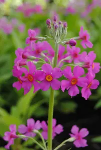 primula beesiana P9 - afbeelding 5