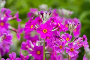 primula beesiana P9 - afbeelding 3