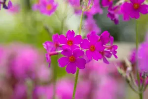 primula beesiana P9 - afbeelding 4