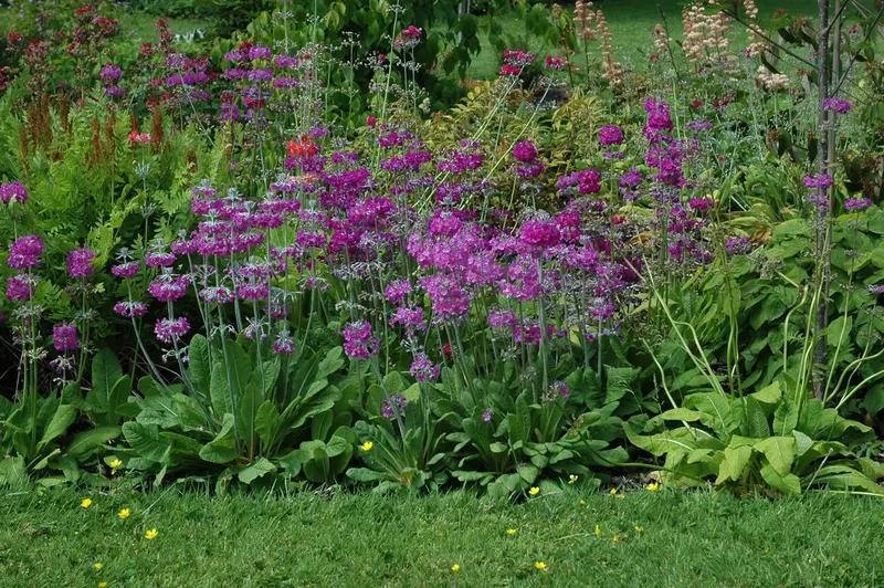 primula beesiana P9 - afbeelding 2