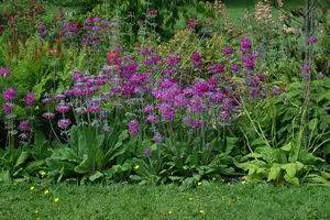 primula beesiana P9 - afbeelding 2