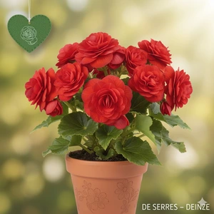 Begonia 'gefüllt rot'