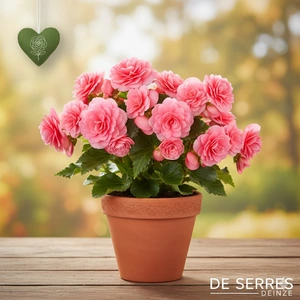 Begonia 'gefüllt rosa'
