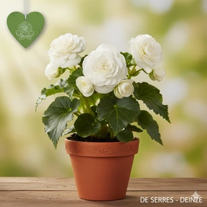 Begonia 'gefüllt weiß'