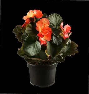 begonia elatior grp dubbelbloemig serena-p14 felro - afbeelding 5