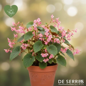 Begonia grandis ssp. evansiana P9