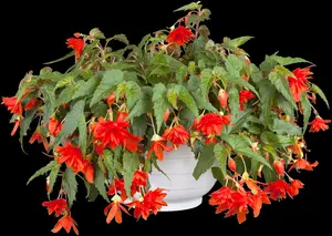 pendula