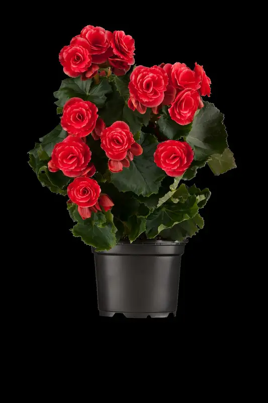 Begonia - afbeelding 3