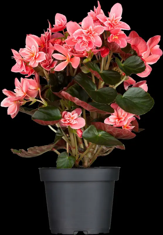 Begonia - afbeelding 5