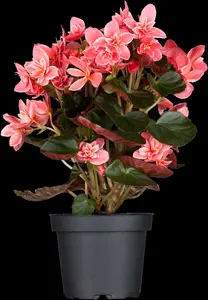 Begonia - afbeelding 5