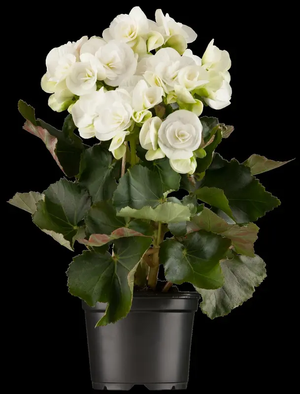 Begonia - afbeelding 1