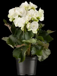 Begonia - afbeelding 5