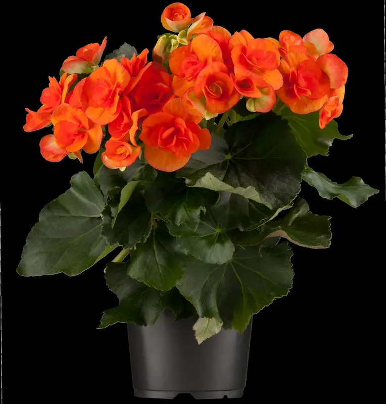 Begonia - afbeelding 4