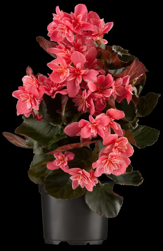 Begonia - afbeelding 2