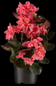 Begonia - afbeelding 2