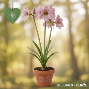 Amaryllis belladonna