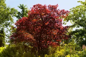 acer palm. 'beni-maiko' (80-100 cm) - afbeelding 5