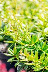 berberis julianae (60- 80cm) - afbeelding 3