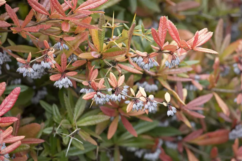 berberis julianae (60- 80cm) - afbeelding 1