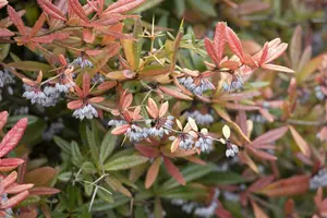 berberis julianae (60- 80cm) - afbeelding 5