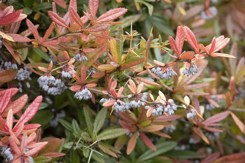 berberis julianae (60- 80cm) - afbeelding 2