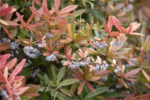 berberis julianae (60- 80cm) - afbeelding 2