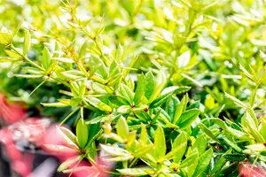 berberis julianae (60- 80cm) - afbeelding 4