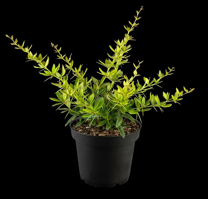 berberis julianae (60- 80cm) - afbeelding 5