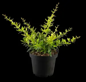 berberis julianae (60- 80cm) - afbeelding 5