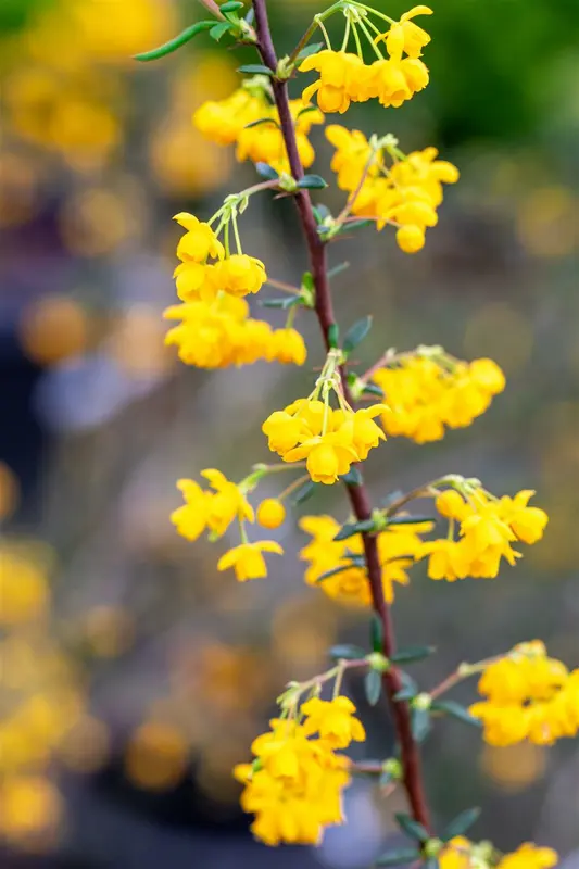 berberis stenophylla (40- 50cm) - afbeelding 5