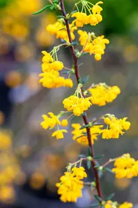 berberis stenophylla (40- 50cm) - afbeelding 5