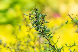 berberis stenophylla (40- 50cm) - afbeelding 2