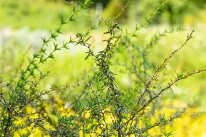 berberis stenophylla (40- 50cm) - afbeelding 3