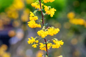 berberis stenophylla (40- 50cm) - afbeelding 4