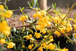 berberis stenophylla (40- 50cm) - afbeelding 5