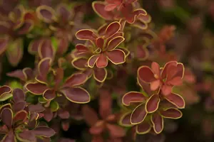 Berberis thunb. 'Admiration'® ( 'or. compact') 30- 40   C10 - afbeelding 1