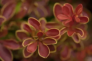 Berberis thunb. 'Admiration'® ( 'or. compact') 30- 40   C10 - afbeelding 2