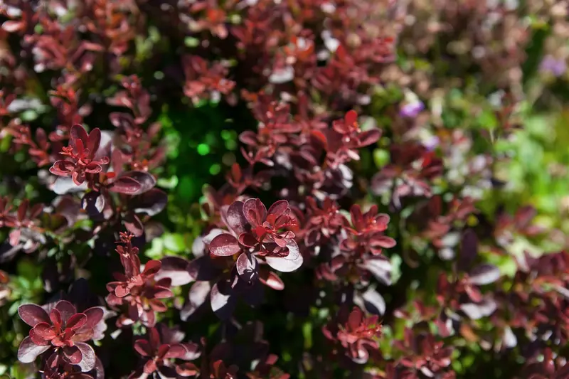 Atropurpurea Nana - afbeelding 1