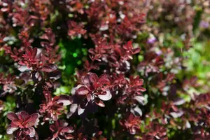 Atropurpurea Nana - afbeelding 5