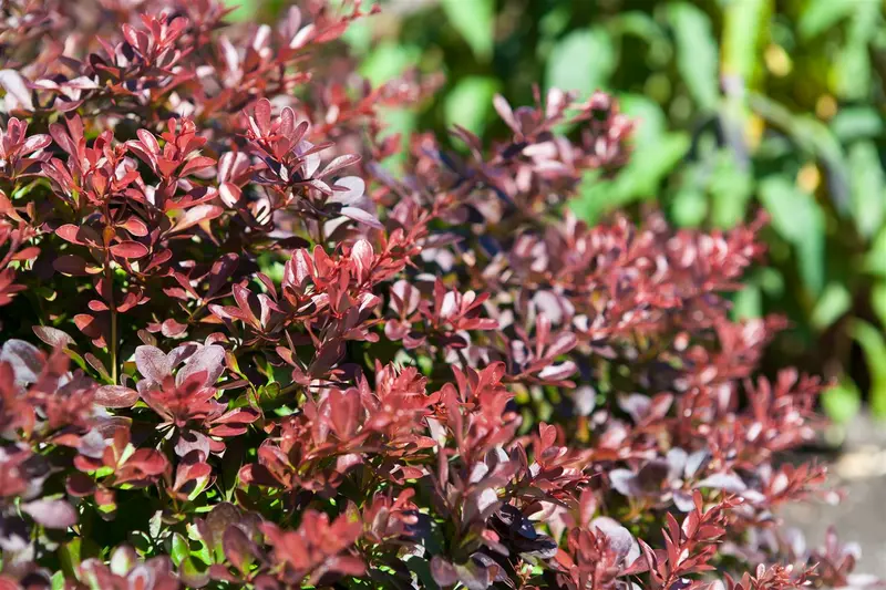 Atropurpurea Nana - afbeelding 2