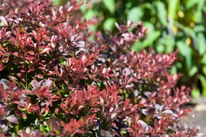 Atropurpurea Nana - afbeelding 2