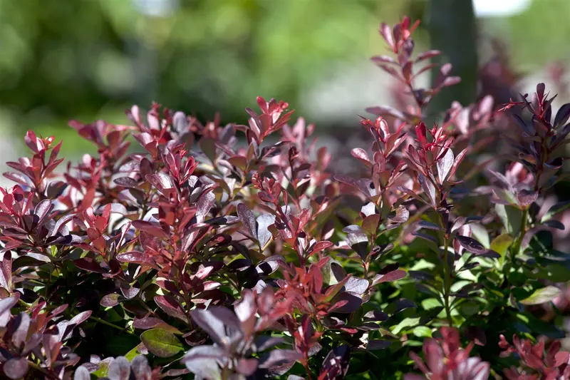 Atropurpurea Nana - afbeelding 4