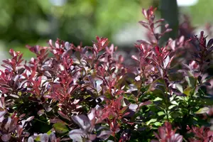 Atropurpurea Nana - afbeelding 4